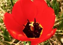 Tulipe échappée des jardins | Crédit photo : ©Mirabelle Miron, mai 2015