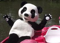 Panda fait du pédalo
