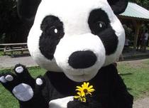 Panda avec un bouquet de fleurs sauvages